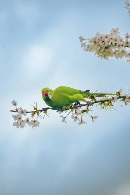 Battersea Park - Wandsworth guide