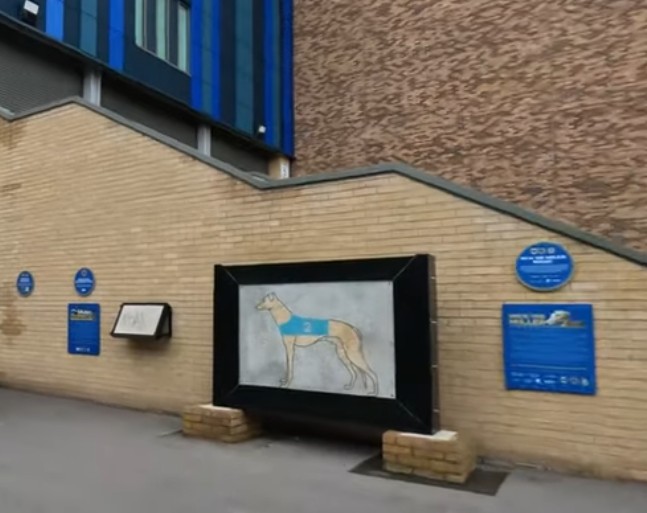 Cherry Red Record - AFC Wimbledon stadium - vædelæbshund